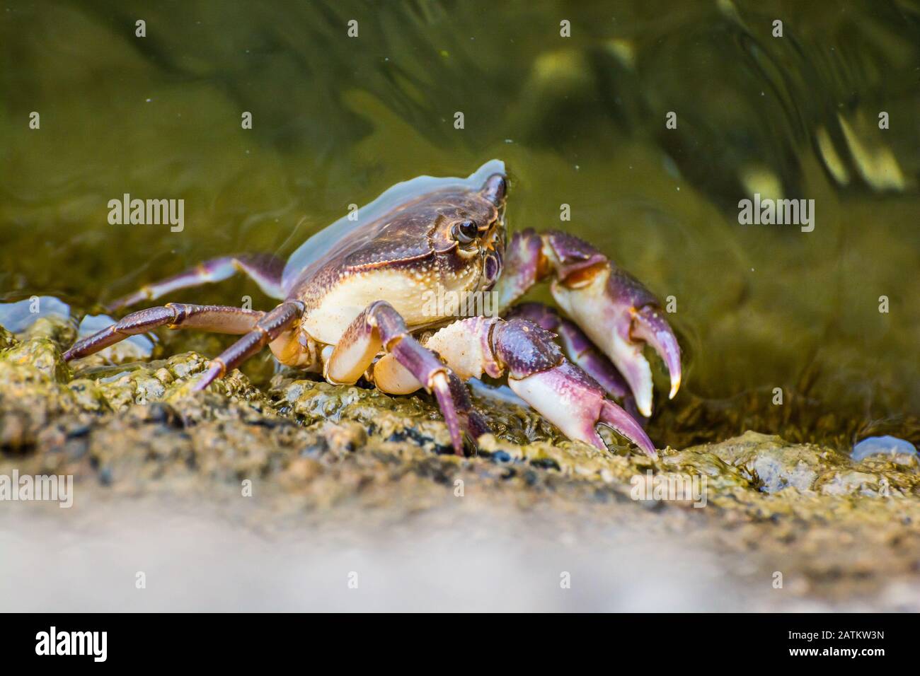 Crab living in Ohrid lake in albanian part of lake Stock Photo