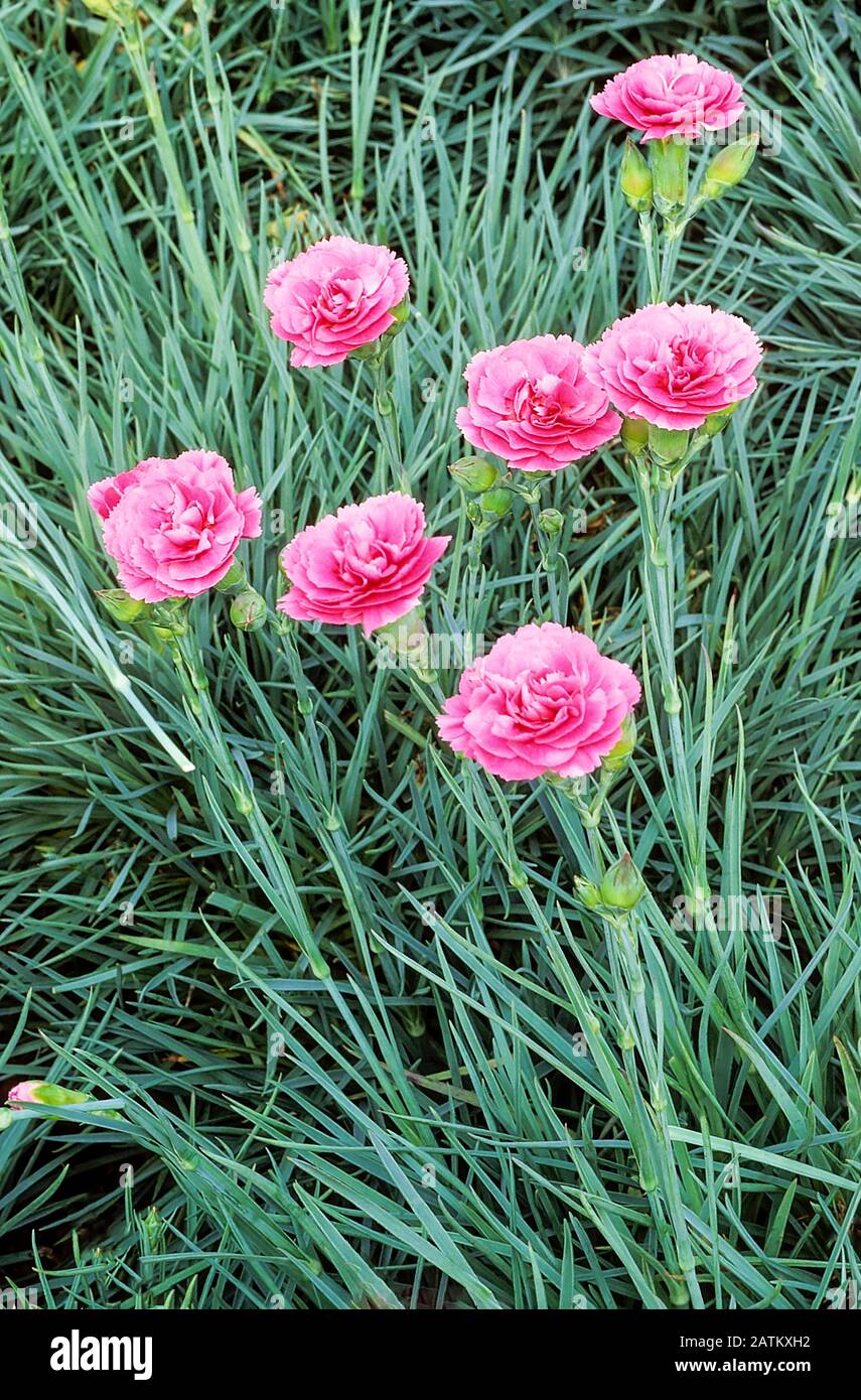 Group of Dianthus 'Valda Wyatt' with flowers and buds in close up .An evergreen perennial that is fully hardy. Stock Photo