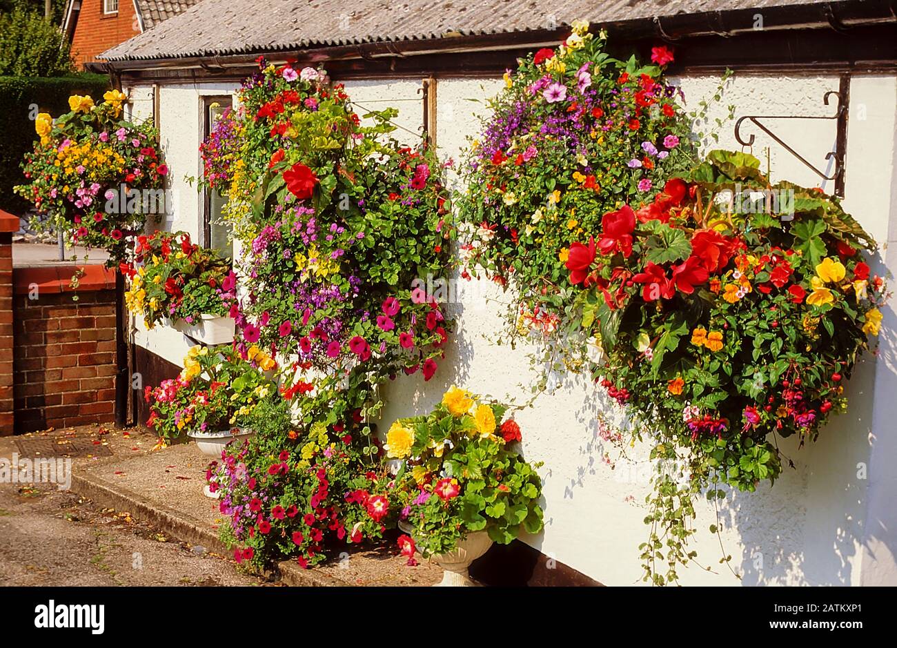 Collection of large hanging baskets of mixed flowers on side of white walled cottage with flowers in tubs beneath them. Stock Photo