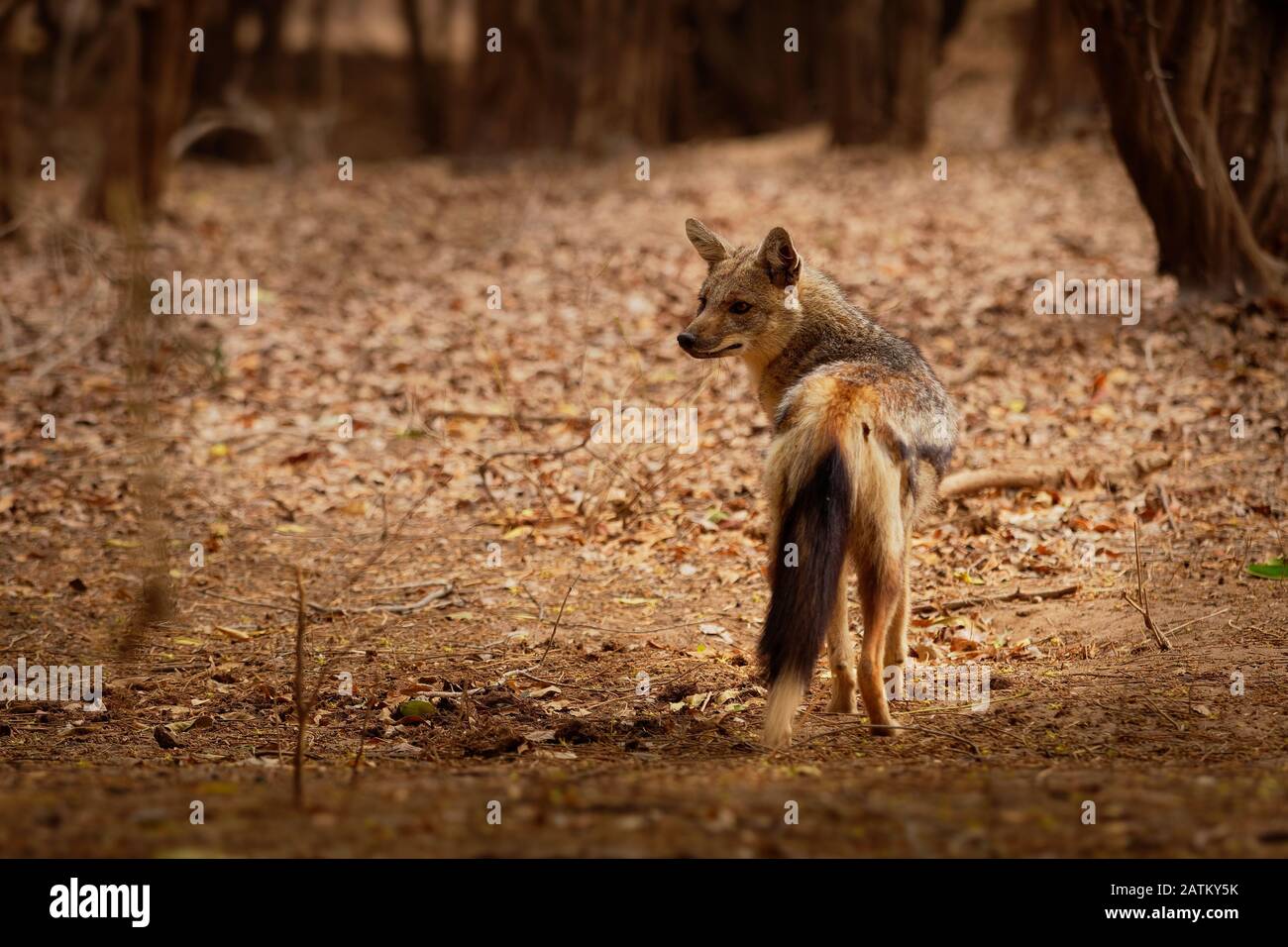 Side-striped Jackal - Canis adustus species of jackal, native to eastern and southern Africa, primarily dwells in woodland and scrub areas, related to Stock Photo