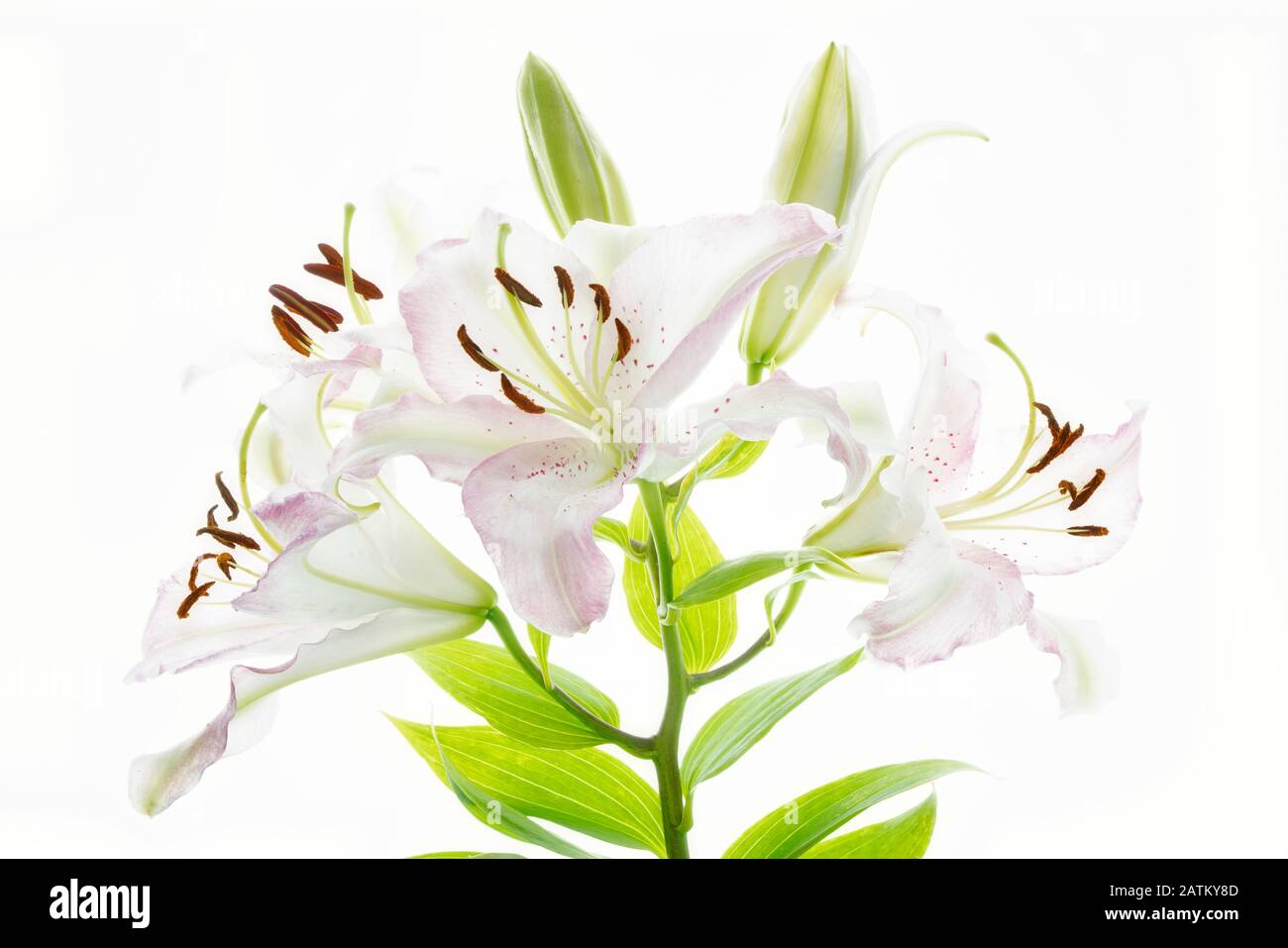 Close up of tiger lily. Stock Photo