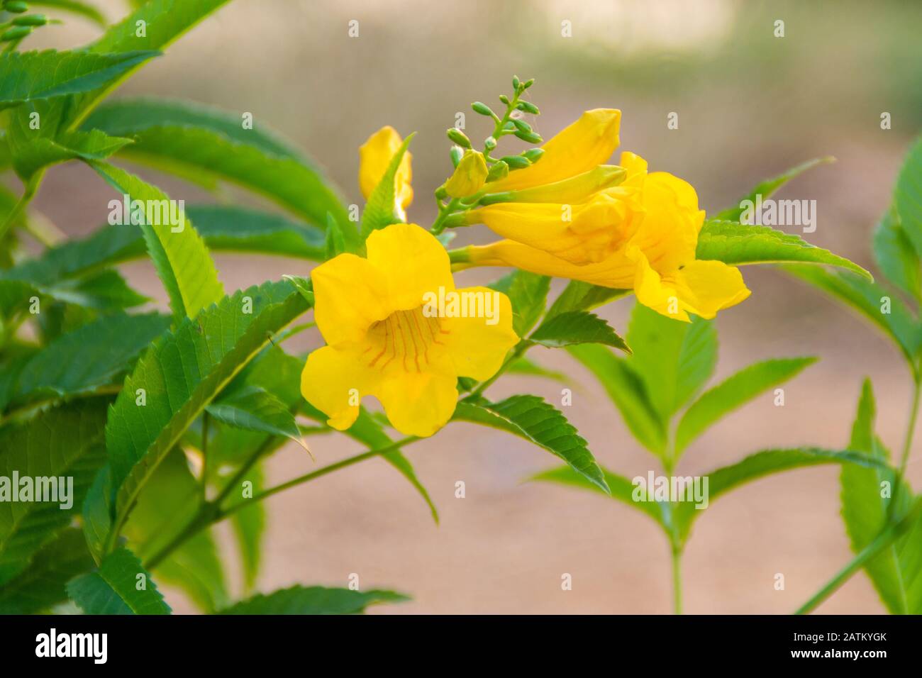 Yellow Elder, Magnoliophyta, Angiospermae of name Gold Yellow color