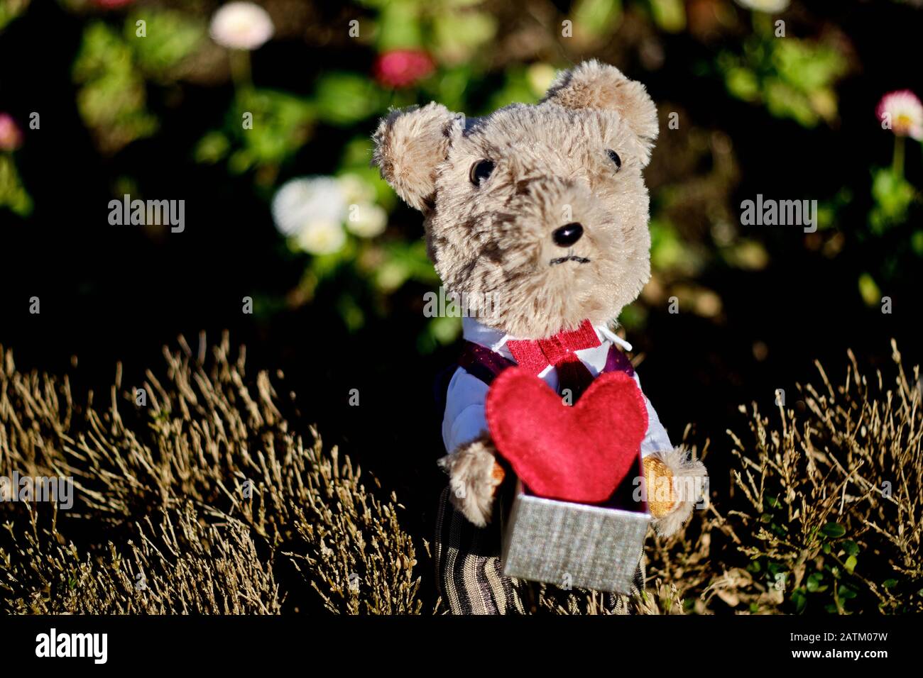 teddy bear offers