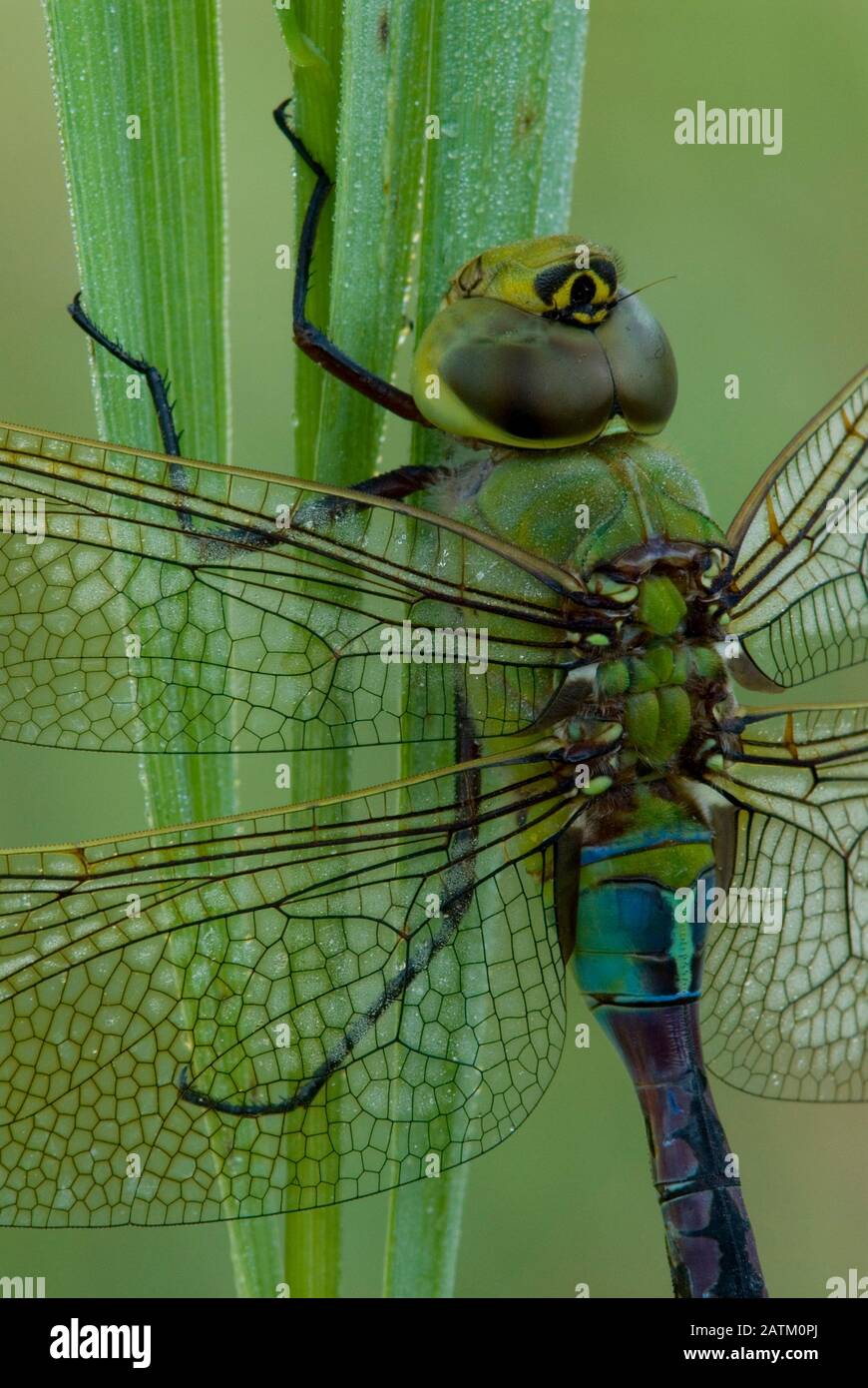 Green darner dragonfly (Anax junius), adult resting, E North America, by Skip Moody/Dembinsky Photo Assoc Stock Photo