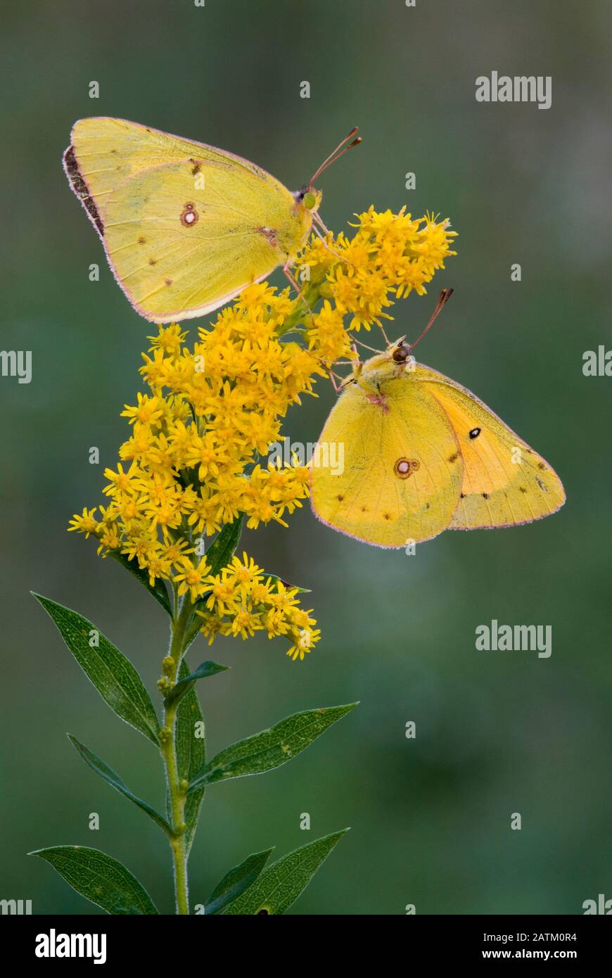 Orange Sulfur butterfly feeding (Colias eurytheme), Eastern North America, by Skip Moody/Dembinsky Photo Assoc Stock Photo