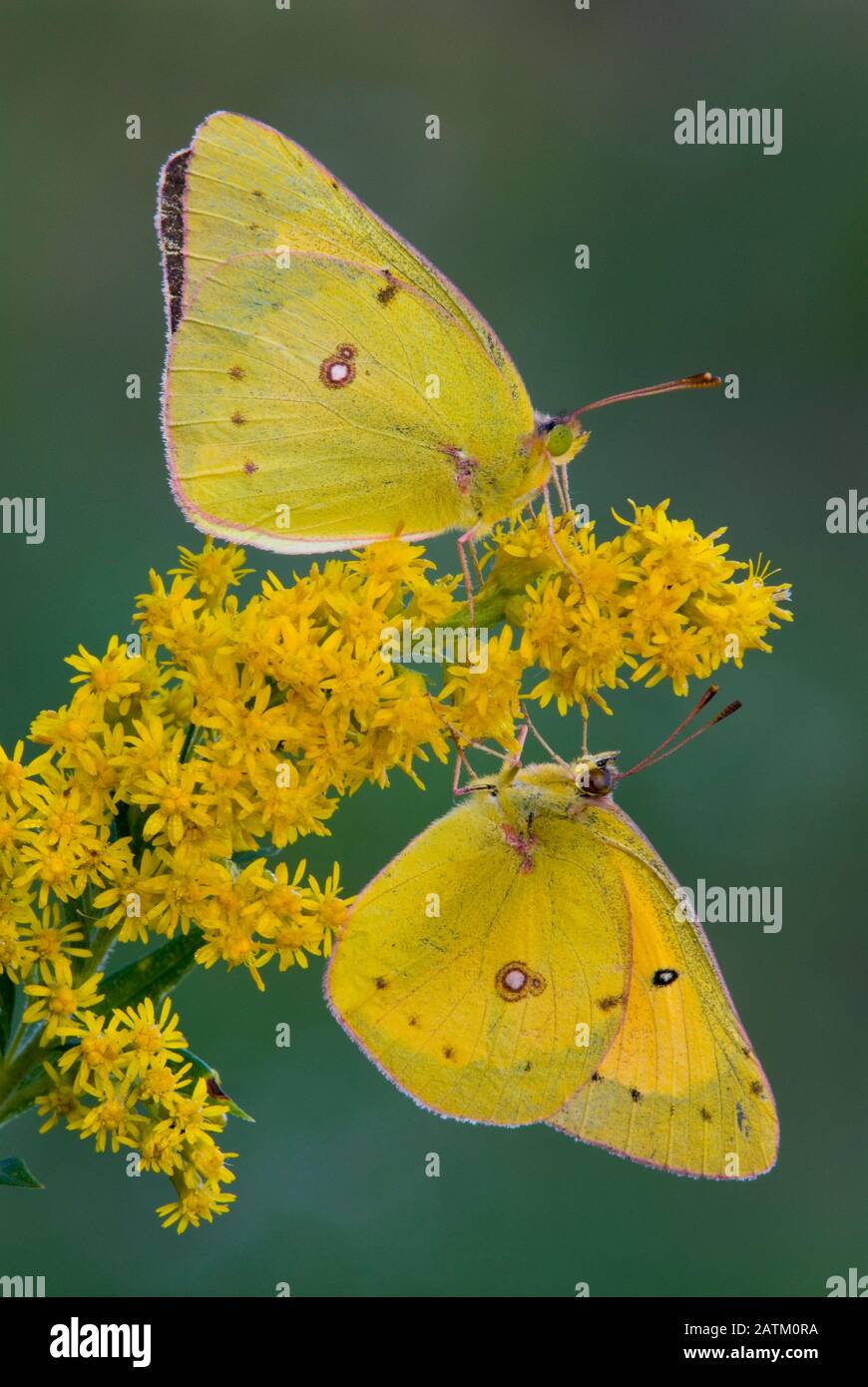 Orange Sulfur butterfly feeding (Colias eurytheme), Eastern North America, by Skip Moody/Dembinsky Photo Assoc Stock Photo