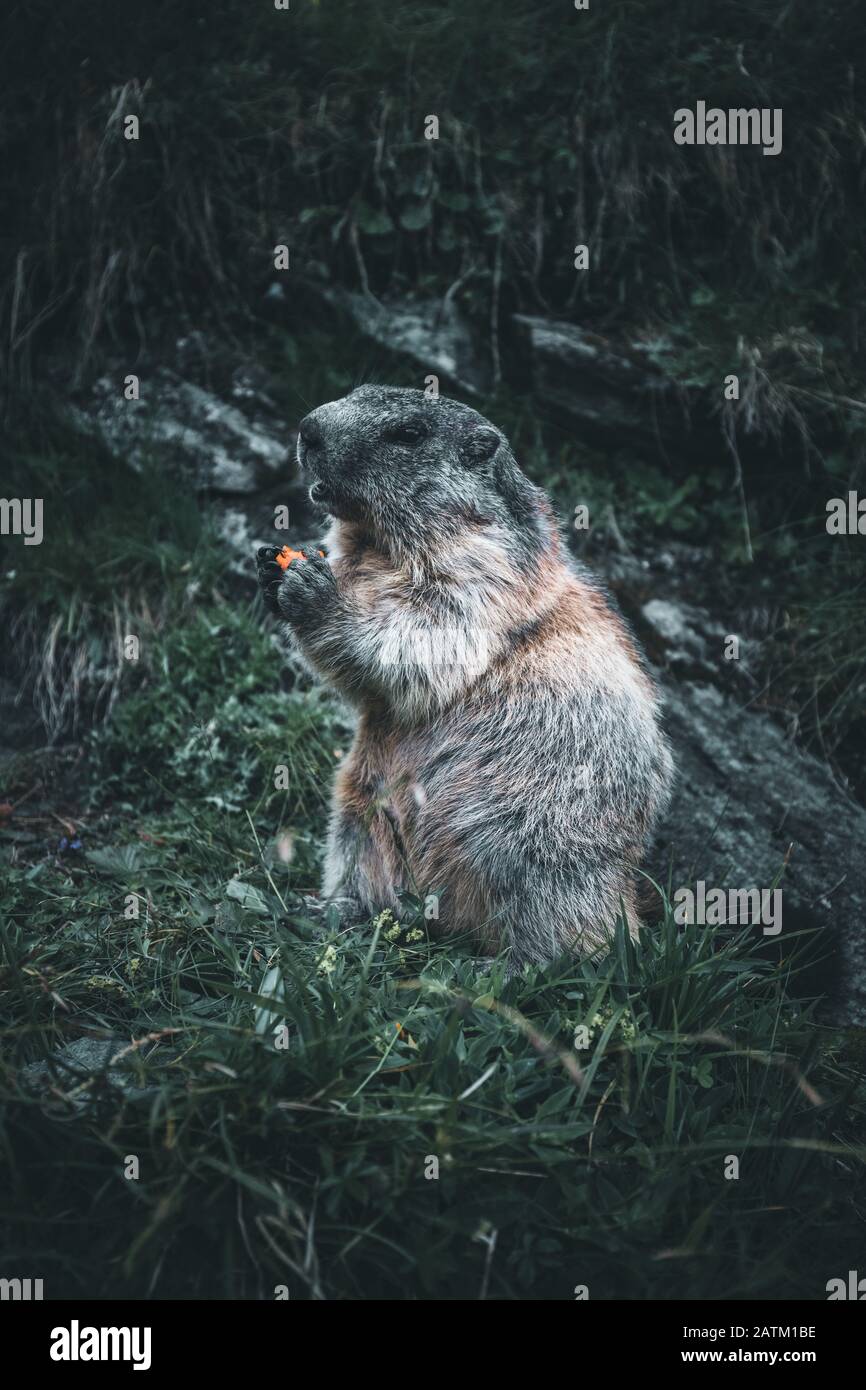 Wild marmot portrait is eating a carrot Stock Photo