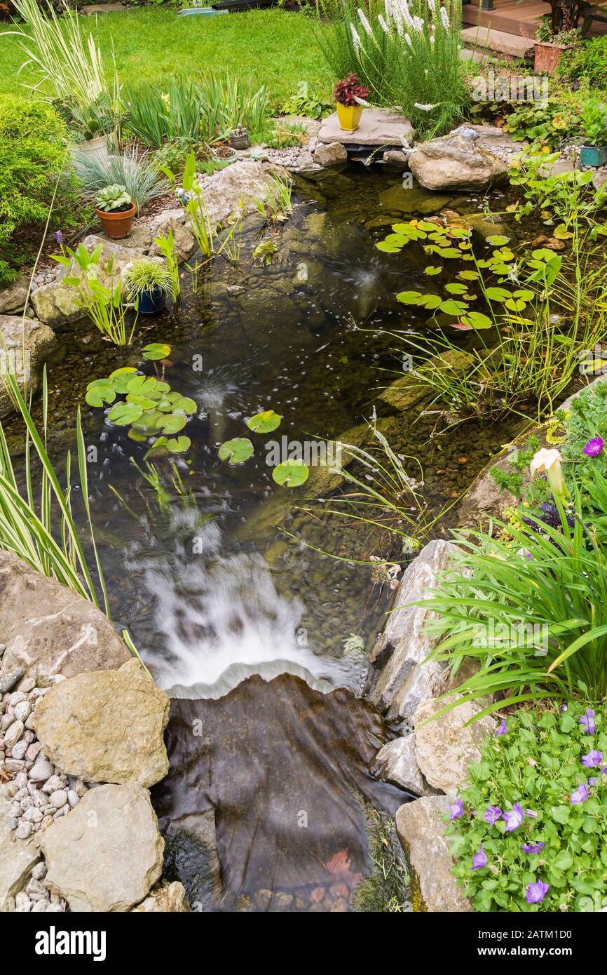 Nymphaea - Waterlily pads,  Acorus calamus 'Variegatus, Sagittaria latifolia 'Duck potato' - Arrowhead in rock edged pond with waterfall. Stock Photo