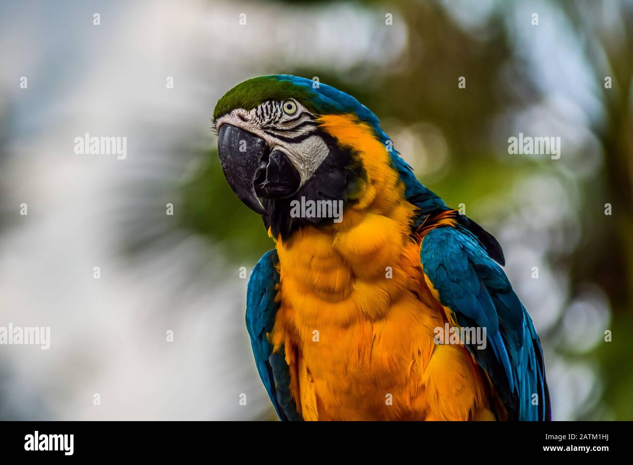 Blue and yellow or (Ara ararauna) - talking parrot in a zoo Stock Photo Alamy
