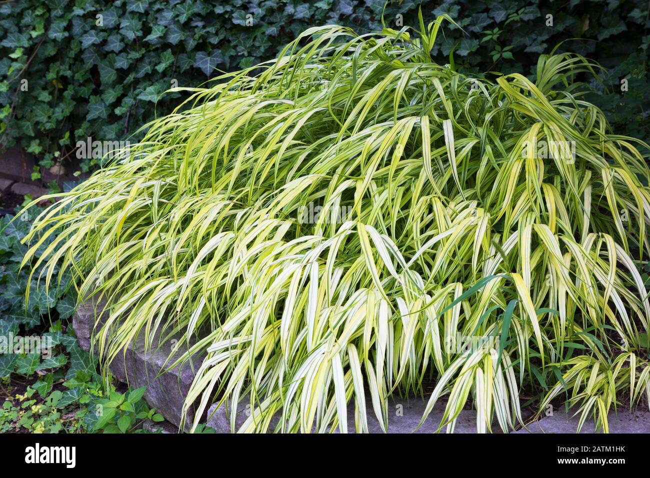 Hakonechloa macra 'Aureola' - Grass plant, Hedera helix 'Thorndale' - Ivy  in residential backyard garden in summer Stock Photo - Alamy