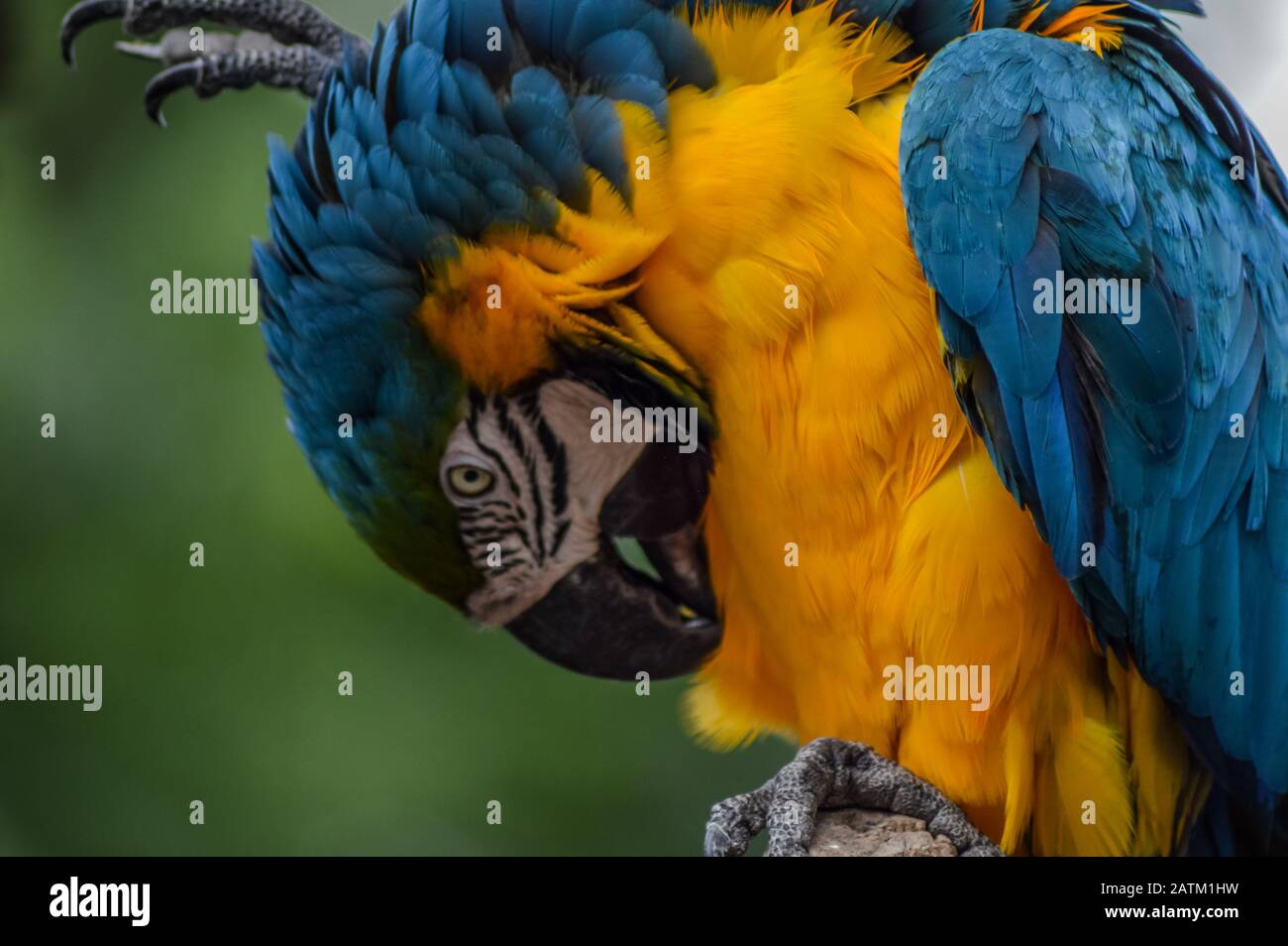 Blue and yellow or gold Macaw (Ara ararauna) - talking parrot in a zoo  Stock Photo - Alamy