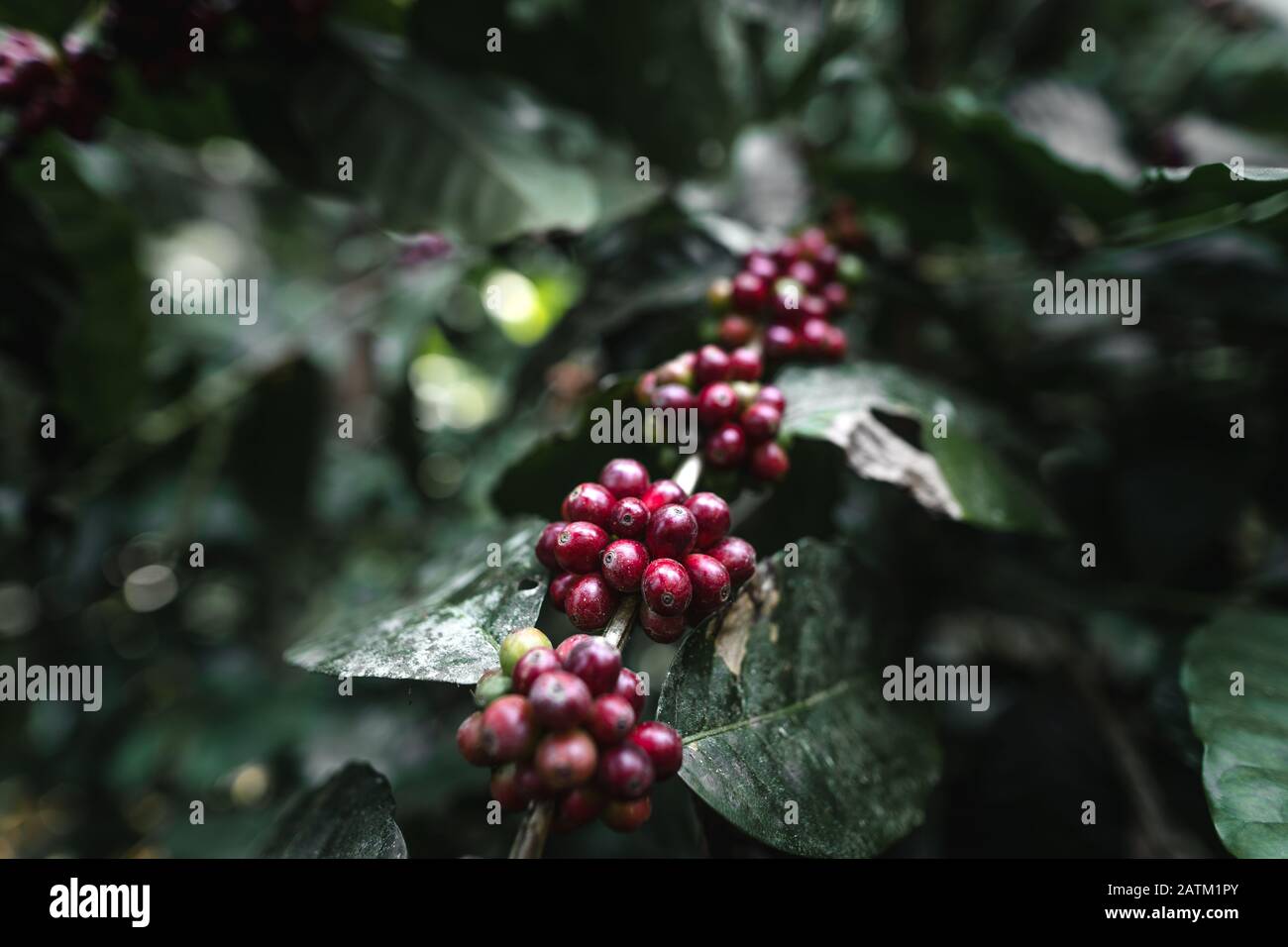 Red cherry coffee beans in the garden And natural dark coffee tree