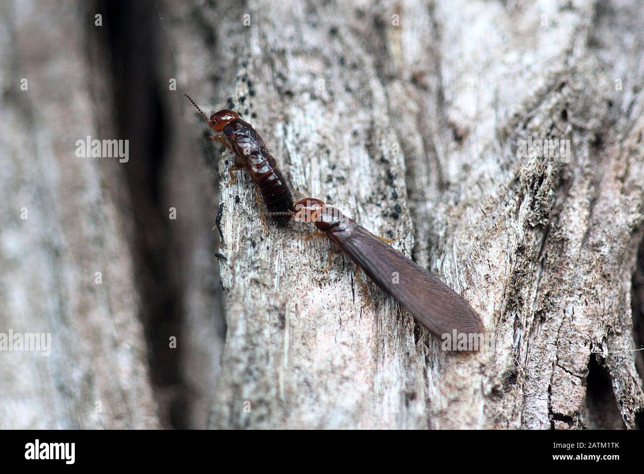 Drywood termite hi-res stock photography and images - Alamy