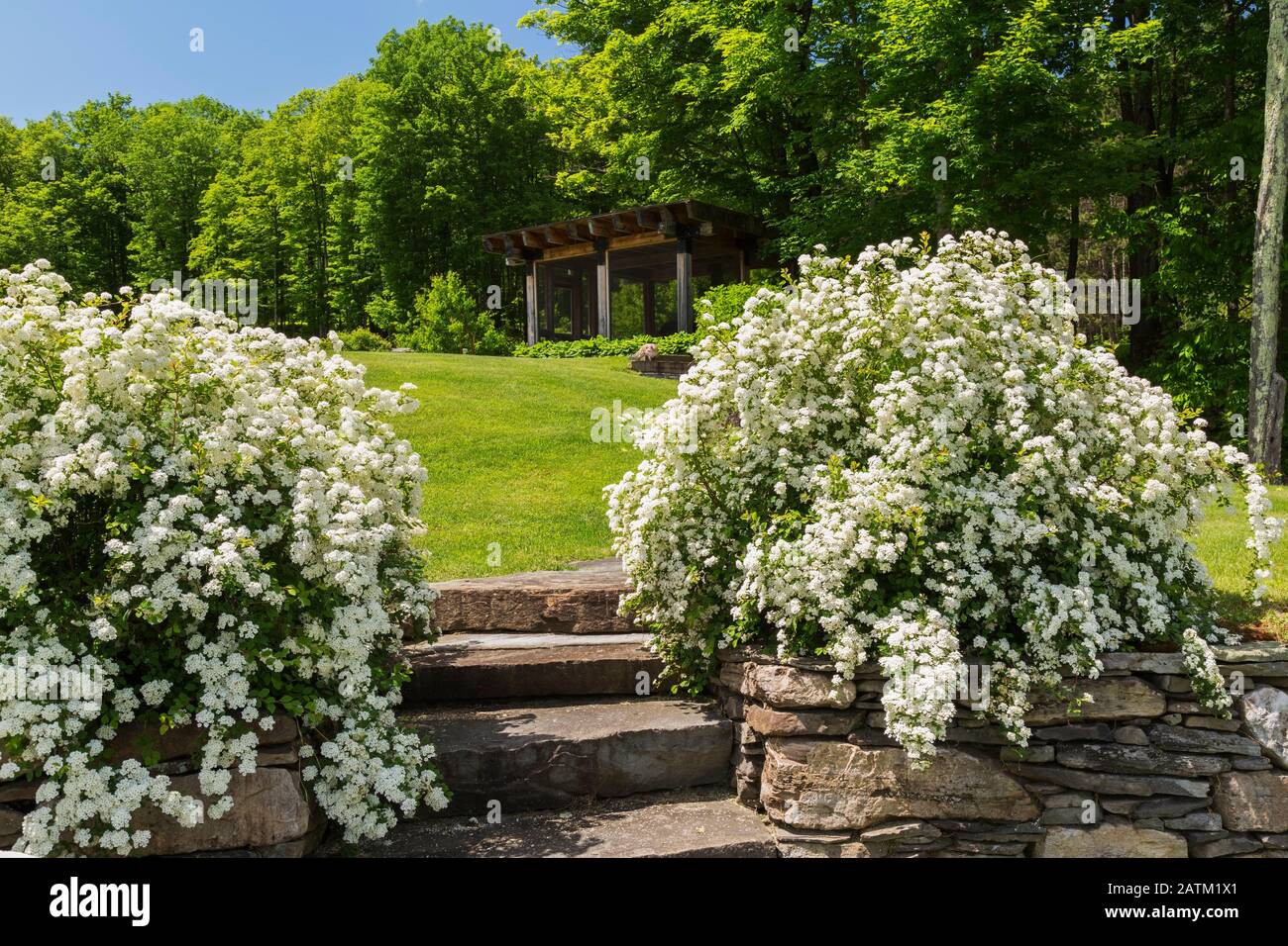 Natural stone steps and wall bordered by white flowering Spiraea prunifolia 'Bridal Wreath' - Spirea shrubs in residential backyard garden with gazebo. Stock Photo