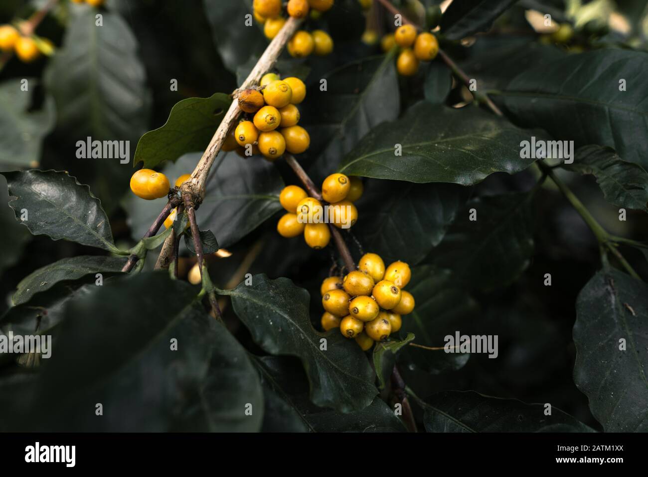 Yellow cherry coffee beans in the garden And natural dark coffee tree