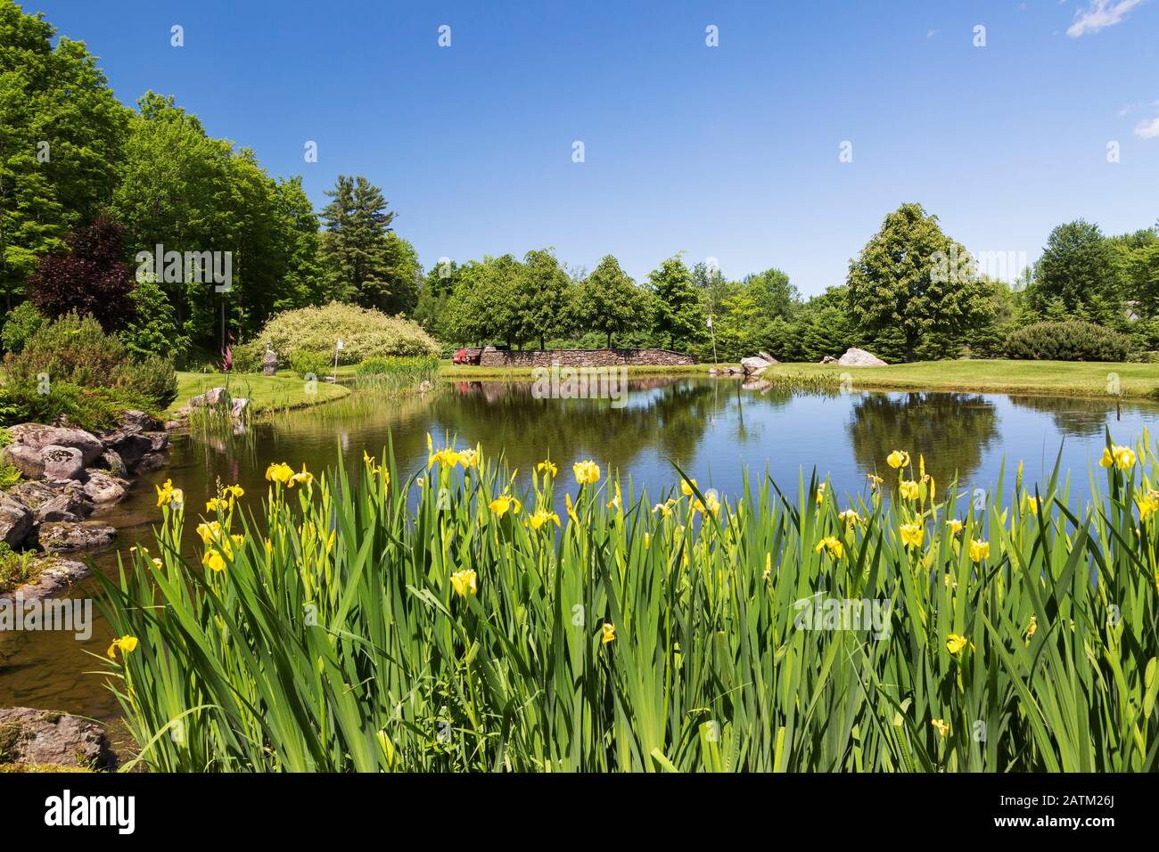 Rock edged pond with yellow Iris pseudacorus 'Variegata' flowers and bordered by Salix - Willow, Tilia, Linden trees and natural stone wall Stock Photo