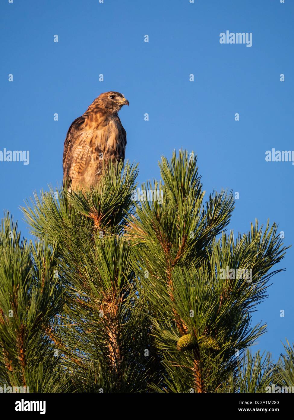 Red-tailed hawk atop a tree, Red Canyon Lodge, Ashley National Forest near Dutch John, Utah. Stock Photo
