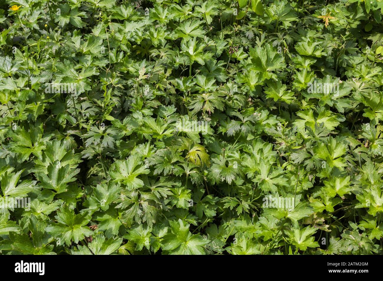 Buttercups are poisonous hires stock photography and images Alamy