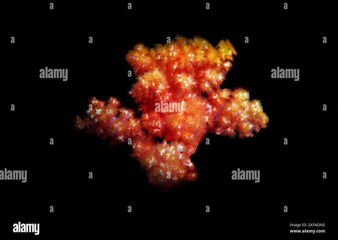 Orange Flower Tree Coral - Scleronephthya spp. Stock Photo
