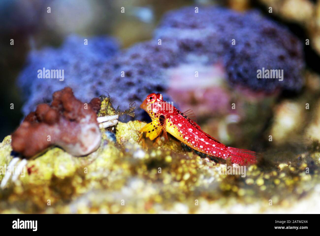 Scene of pair Red Ruby Dragonet fishes mating dance Stock Photo