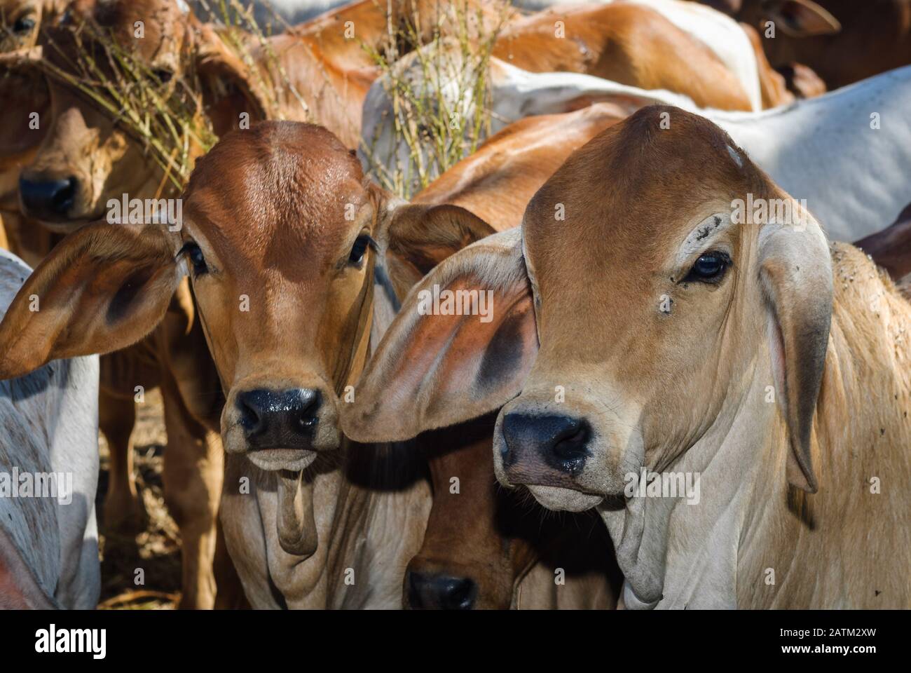Brahman Cattle / Ho Brahmans Operated And Owned By Hauck Opitz Gbr
