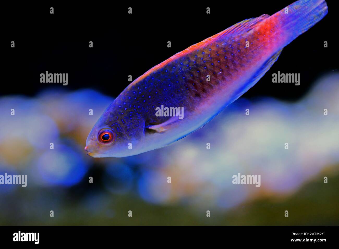 Bluehead Fairy Wrasse - (Cirrhilabrus cyanopleura Stock Photo - Alamy