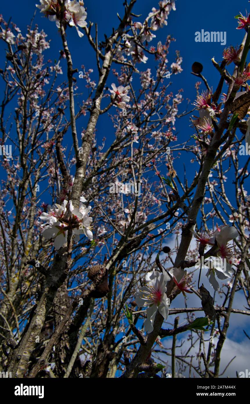 Arabian Almond Tree blossom in Algarve Stock Photo