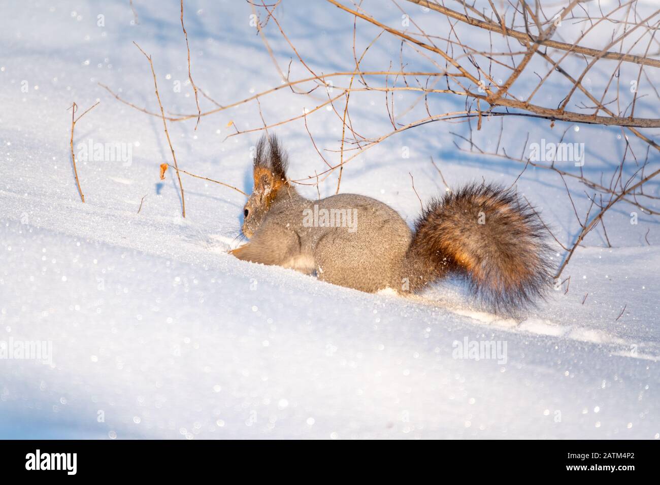 Squirrel hides nuts in the white snow. Eurasian red squirrel, Sciurus