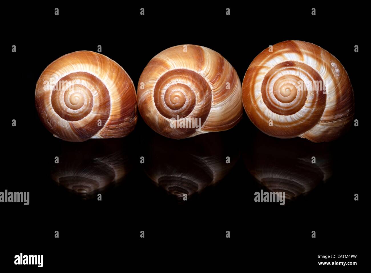 Closeup of decorative snail shells against black background Brevard