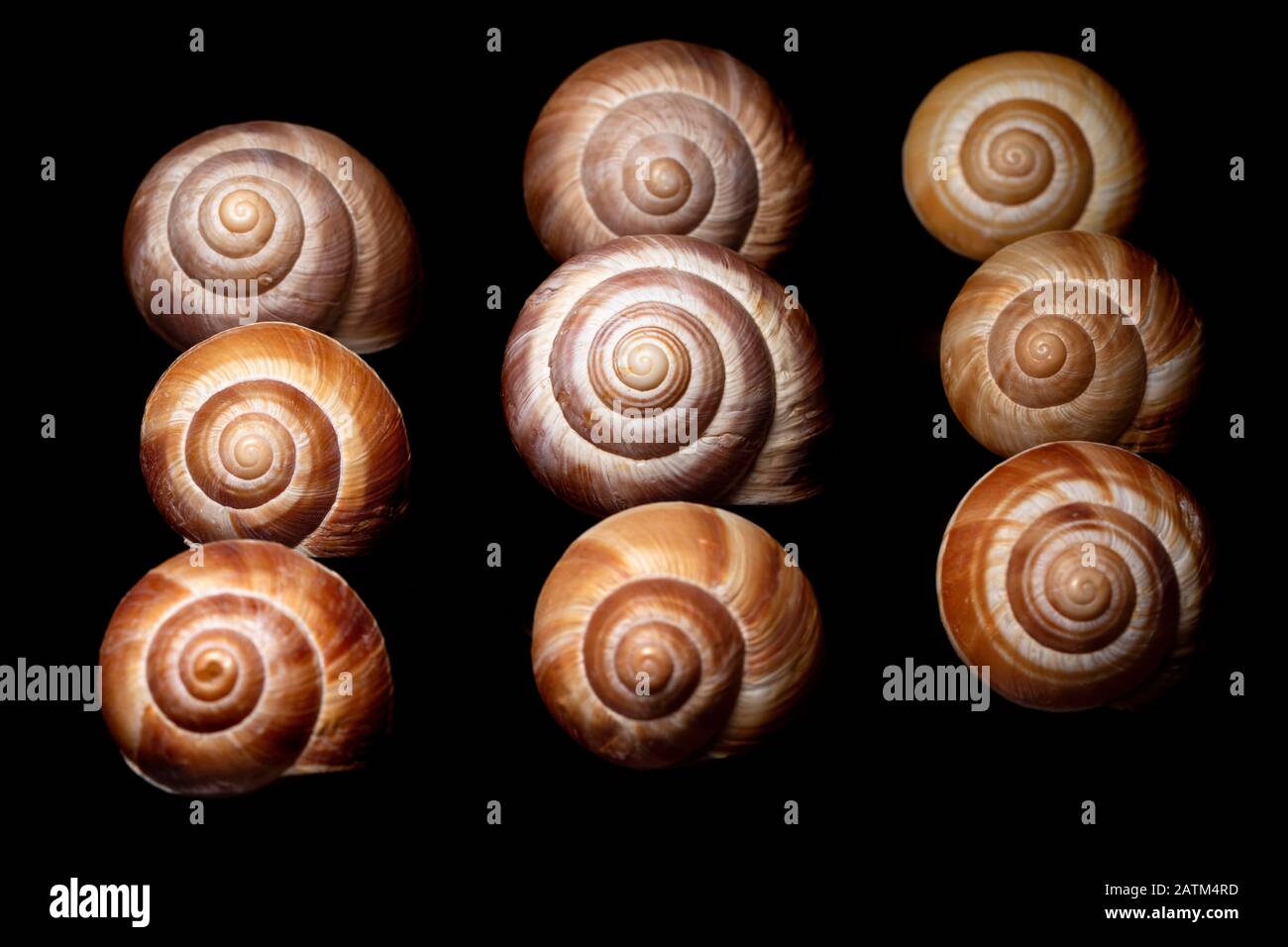 Close-up of decorative snail shells against black background - Brevard, North Carolina Stock Photo