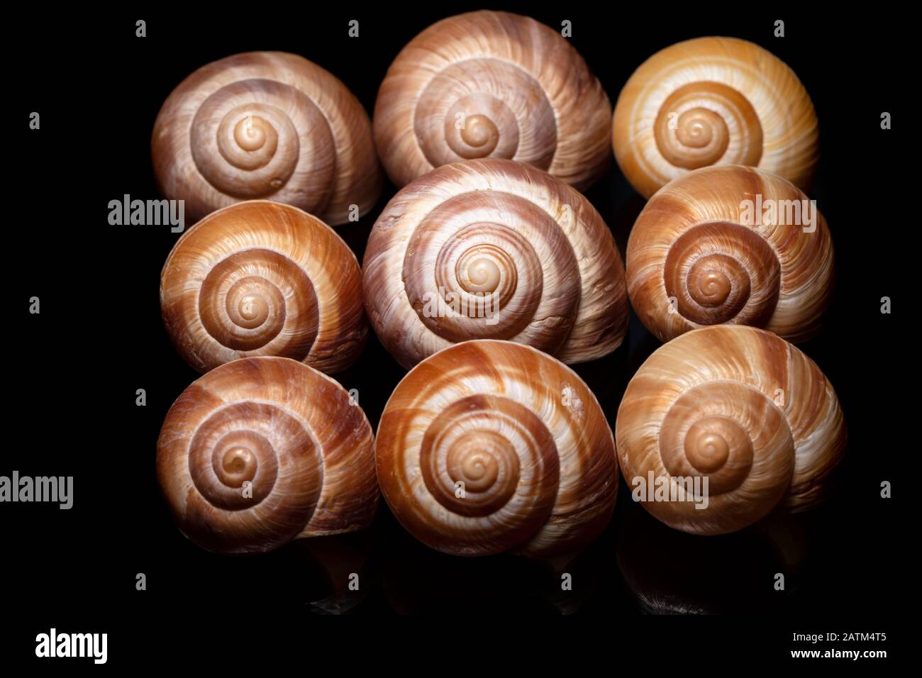 Close-up of decorative snail shells against black background - Brevard, North Carolina Stock Photo