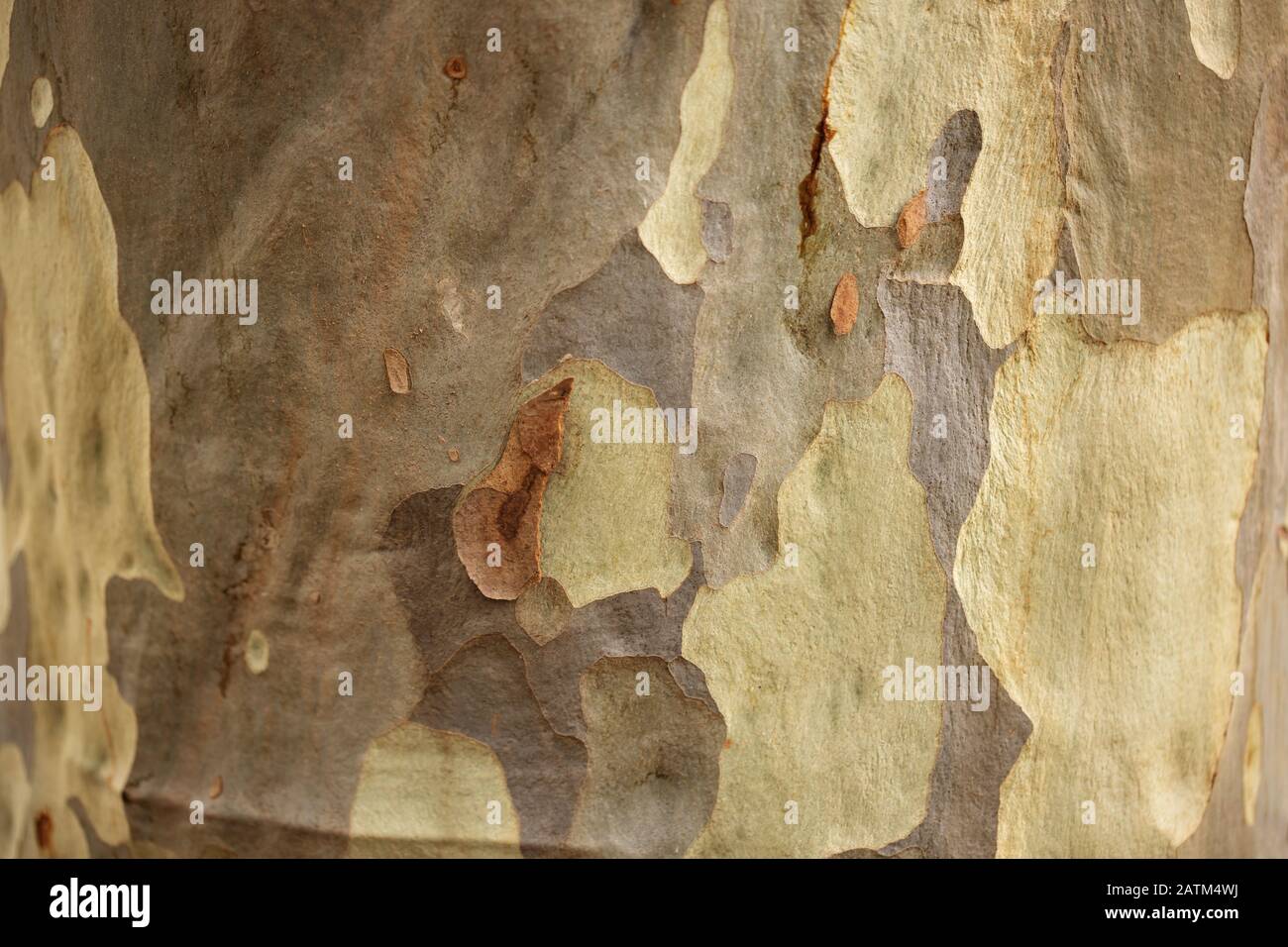 bark of an Australian eucalyptus gum tree Stock Photo