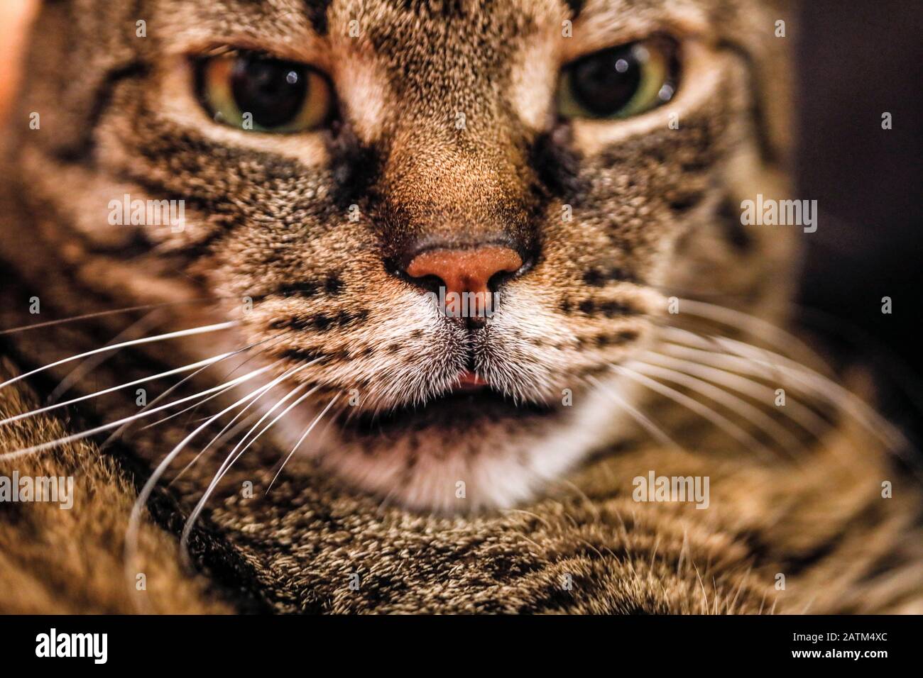 Shallow depth of field (selective focus) and macro image with the face ...