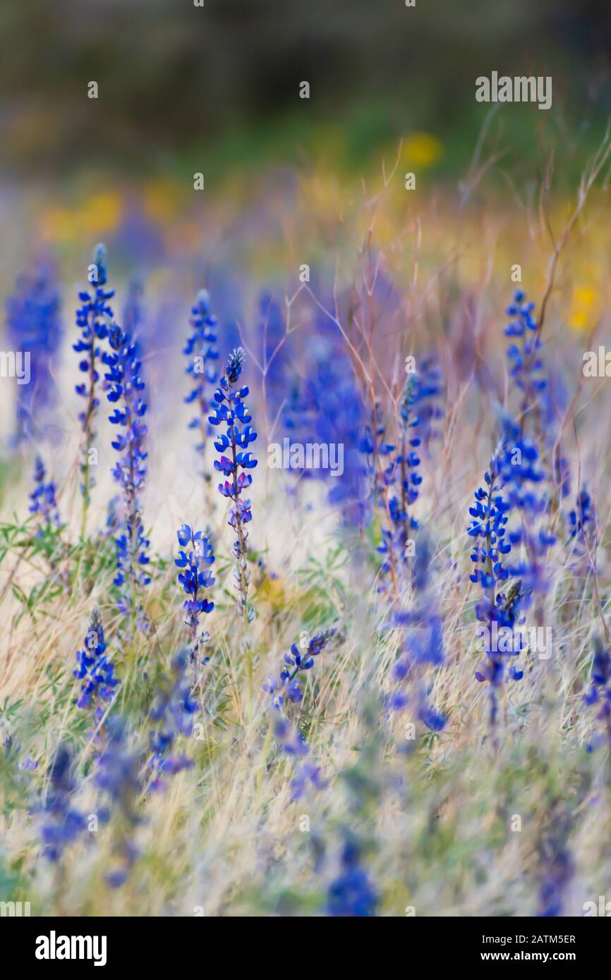 Spring wildflowers Desert Lupines and overgrown grass near Bartlett Lake, Arizona. Stock Photo