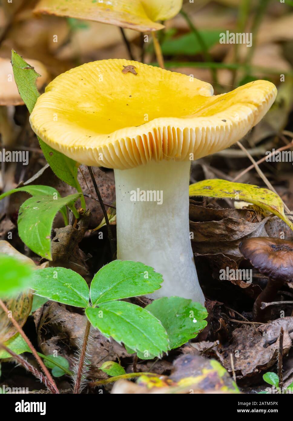 Brittlegill Fungus High Resolution Stock Photography and Images Alamy
