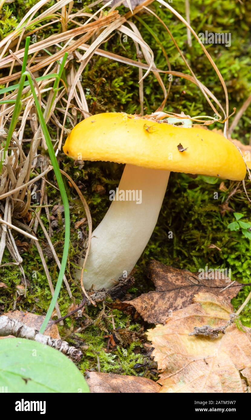 Yellow swamp brittlegill mushroom, Russula claroflava, growing in a
