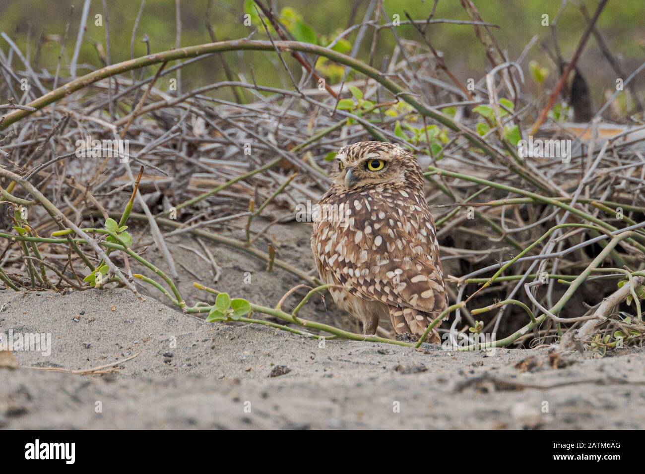 burrowing owl Stock Photo