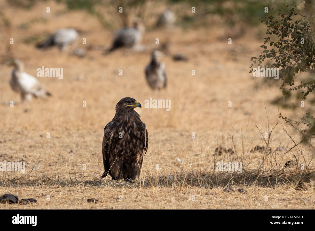 Steppe eagle or Aquila nipalensis portrait or close-up during winter migration at jorbeer conservation reserve or dumping yard, bikaner, india Stock Photo