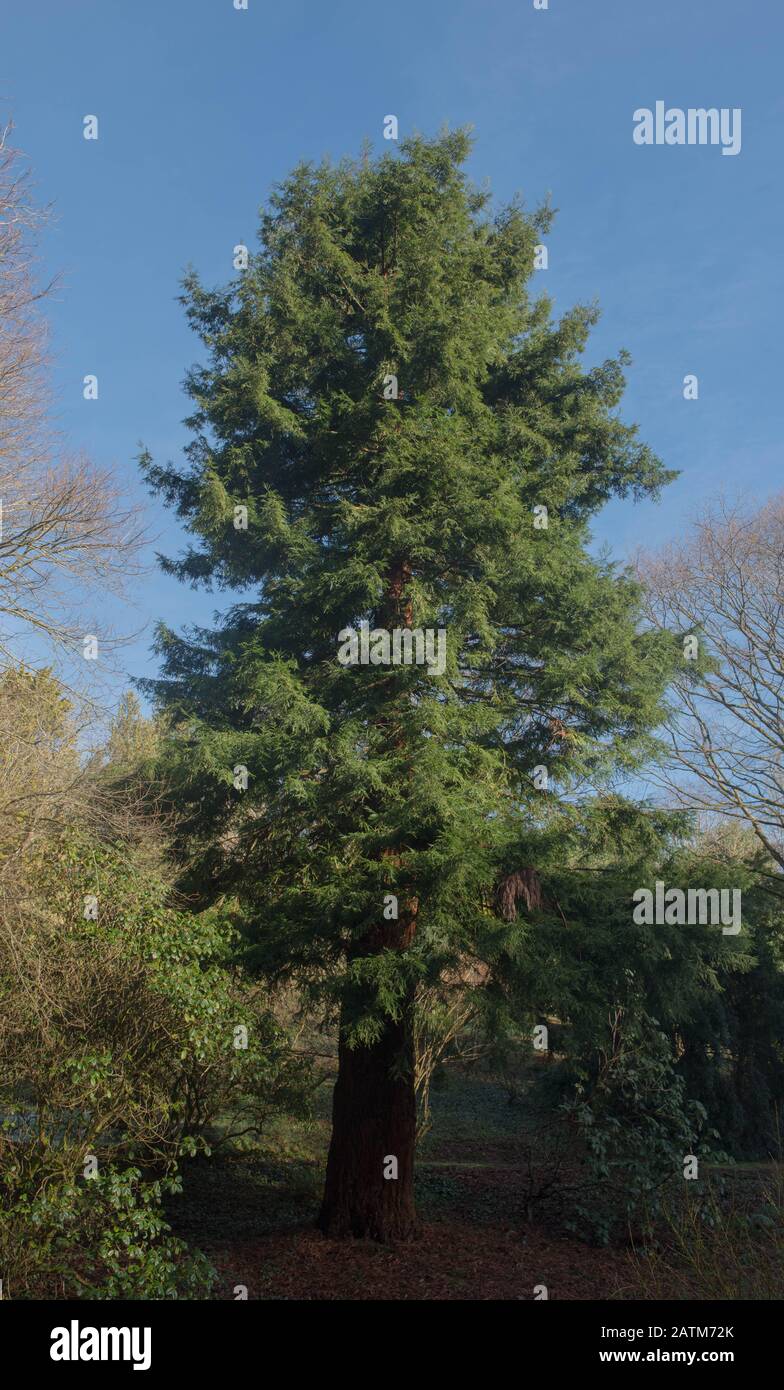 Winter Foliage of an Evergreen Coastal Redwood Tree (Sequoia sempervirens) in a Park in Rural Devon, England, UK Stock Photo