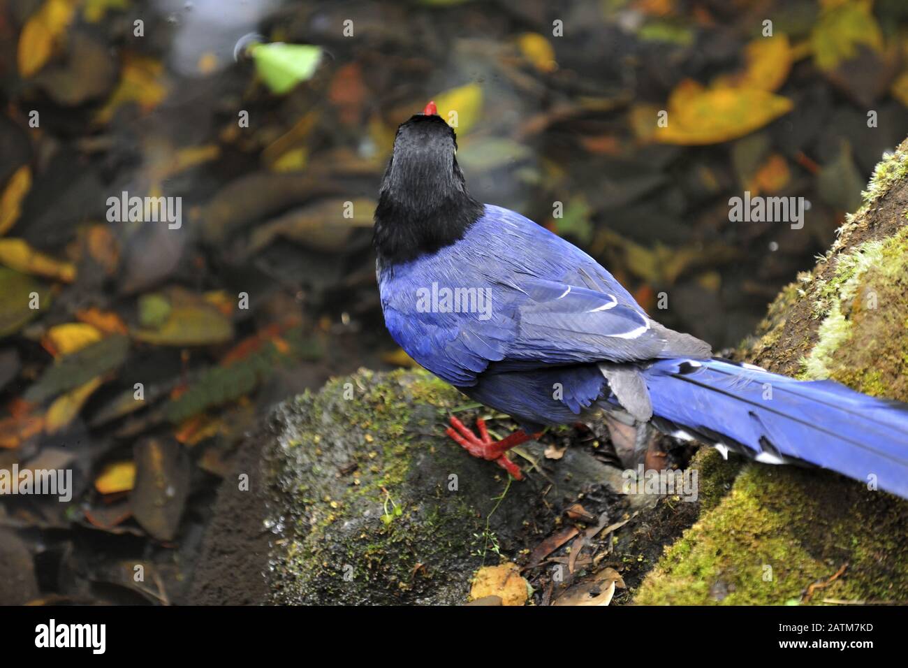 Blue Magpie Stock Photo