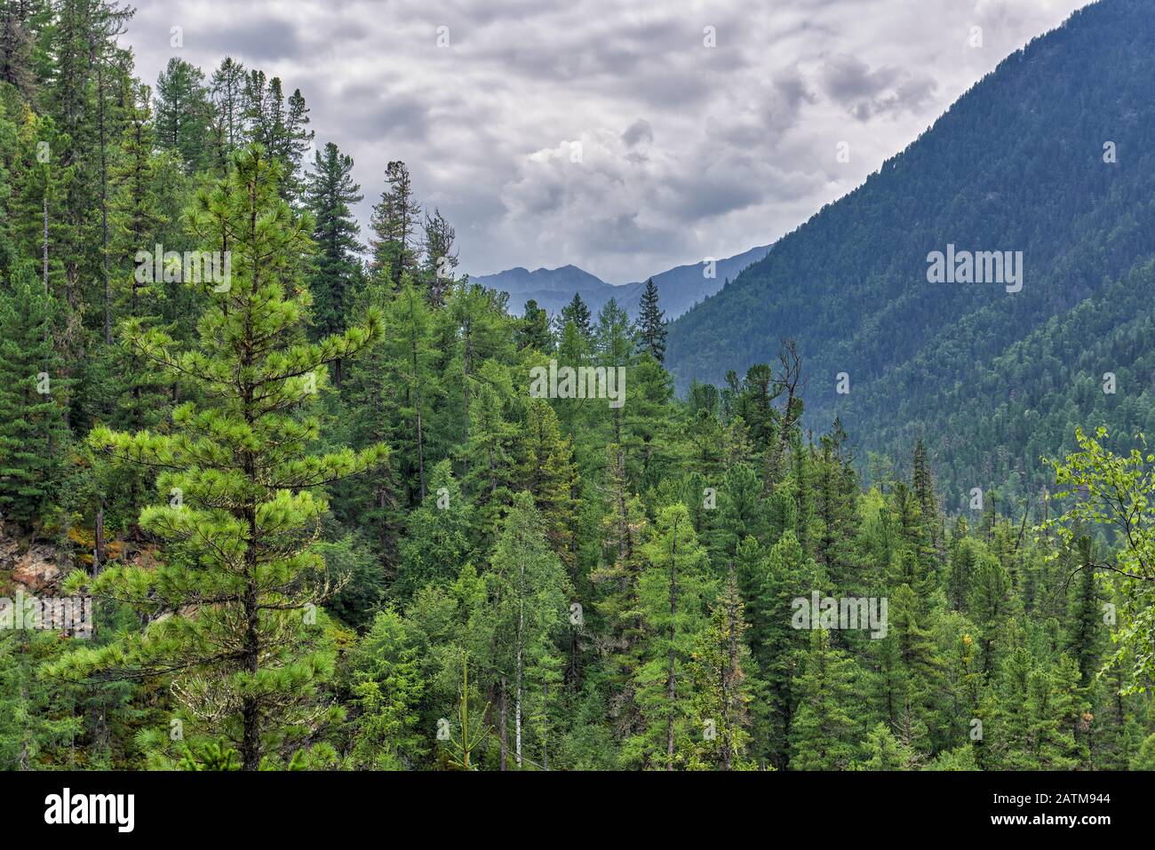 Siberian mountain taiga. Dense dark coniferous forest on side of mountain. August. Eastern Sayan. Russia Stock Photo