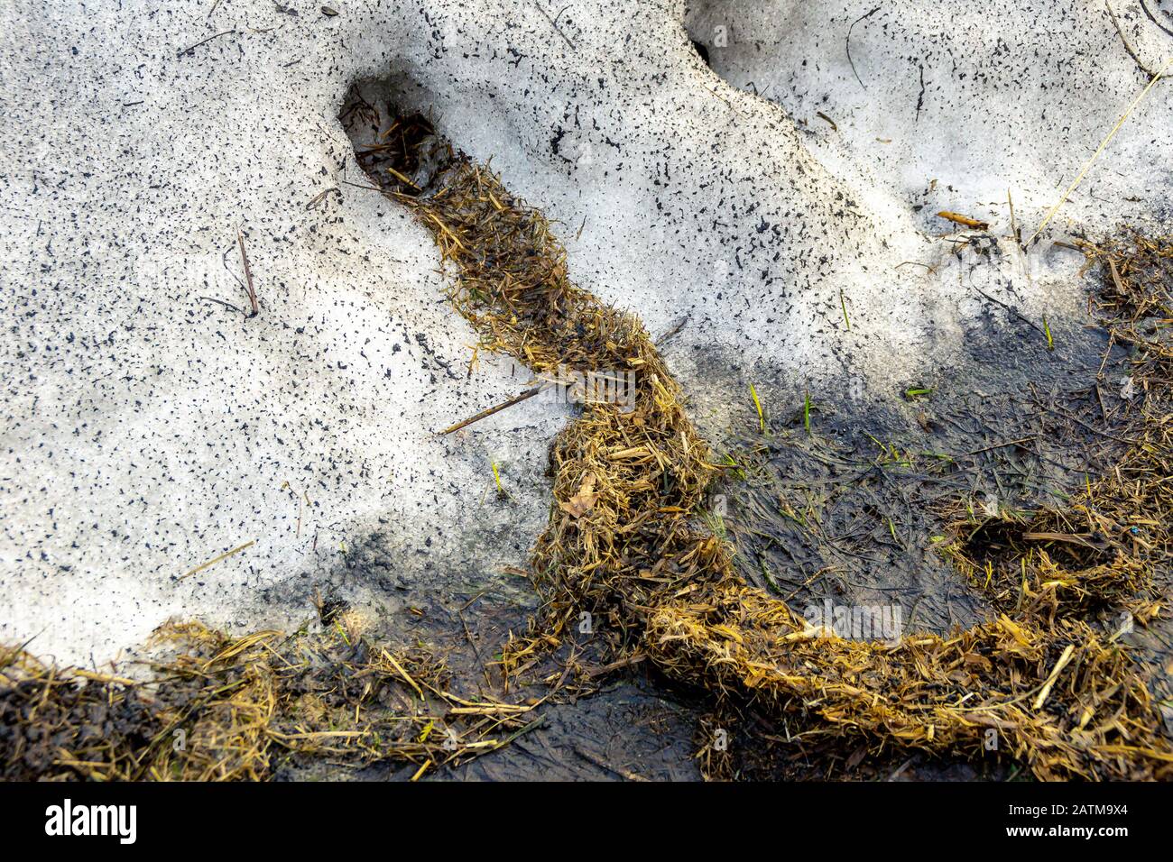 in a partially melted snowdrift, rodent burrows laid out for the winter with dry old grass, housing insulation for the winter, selective focus Stock Photo