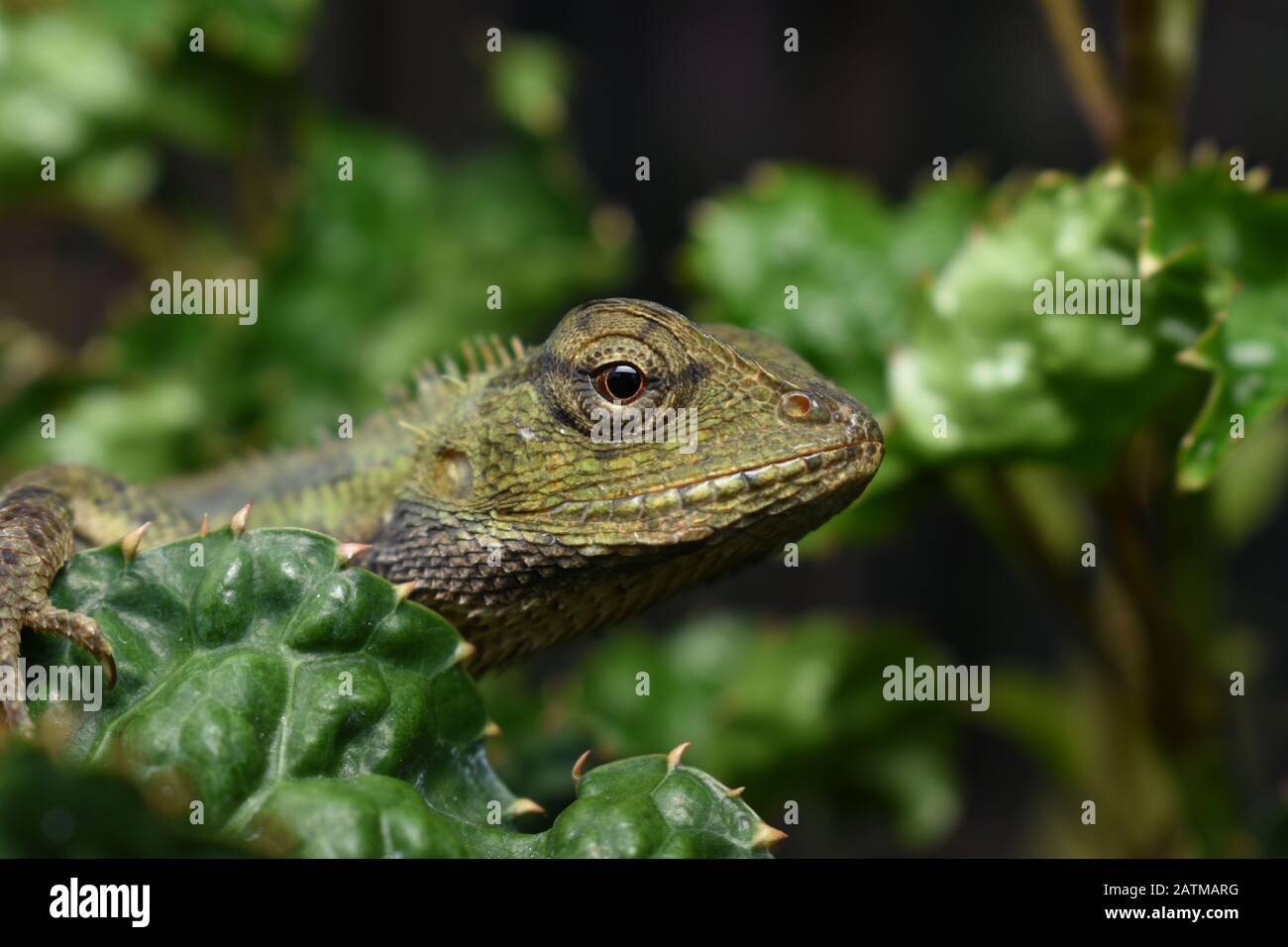 Close up photo of Eastern garden lizard or Oriental garden lizard ...