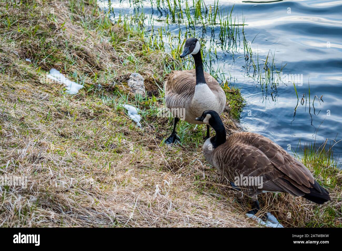 Canadian Geese in Custer State Park, South Dakota Stock Photo