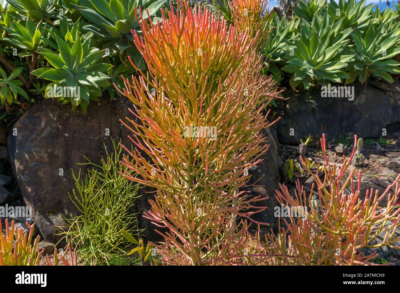 Firestick plant or Euphorbia Tirucalli tree in the garden. Decorative exotic plant Stock Photo