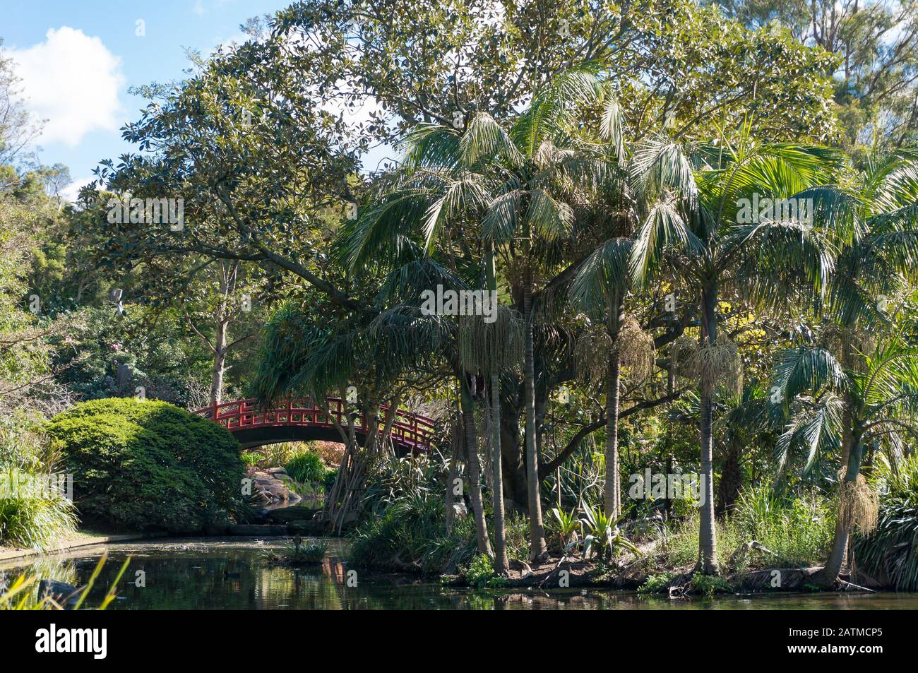 Summer park palm trees hi-res stock photography and images - Alamy