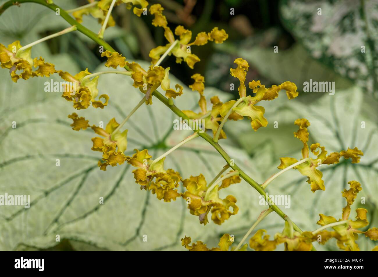 Oncostele orchid branch with small flowers with curly petals Stock Photo