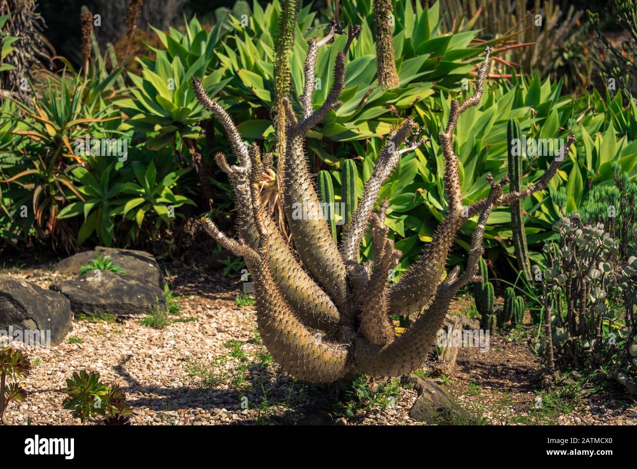 Austrocylindropuntia Subulata or Eve Pin succulent plant in the garden. Eves Needle cactus with sharp spikes Stock Photo