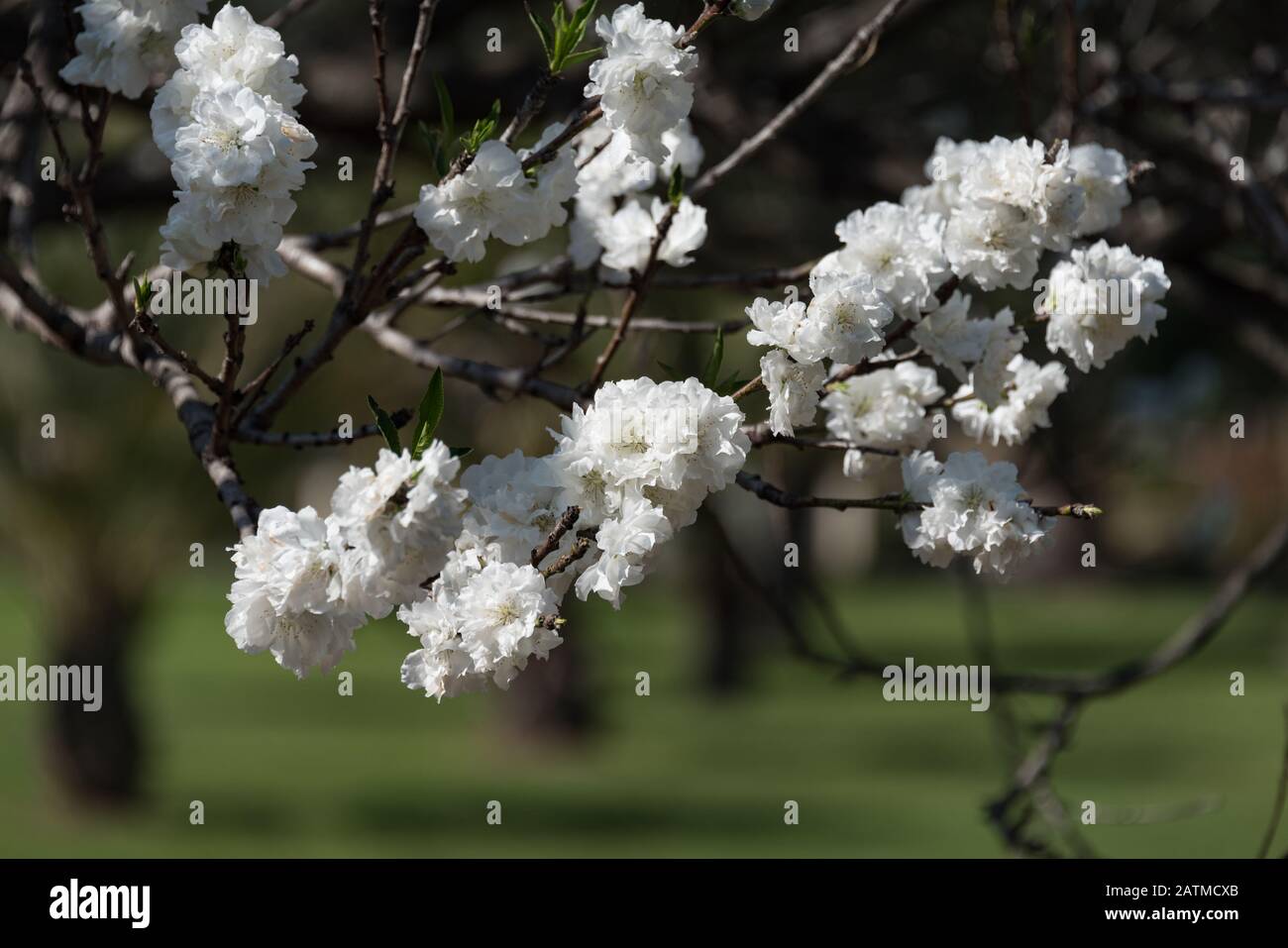 White cherry blossom branch in the garden. Blooming tree springtime ...