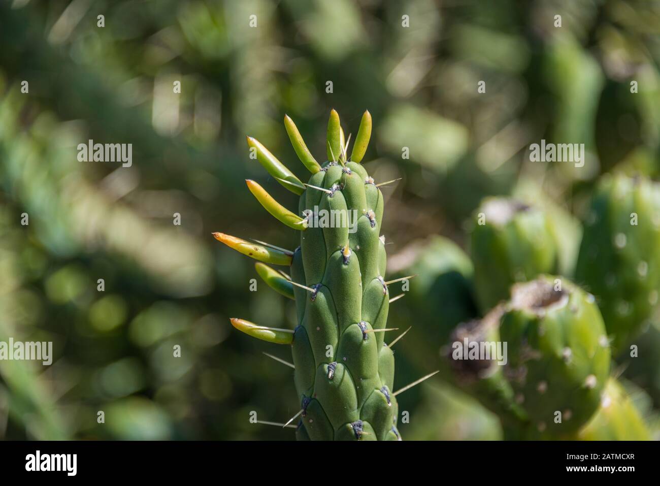 Austrocylindropuntia Subulata or Eve Pin succulent plant close up with green leaves and sharp spikes Stock Photo